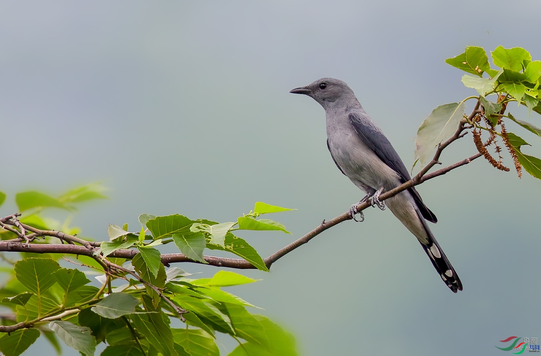 77089 ��ʦ�������Ĵ�ʡ�����������к�����.jpg