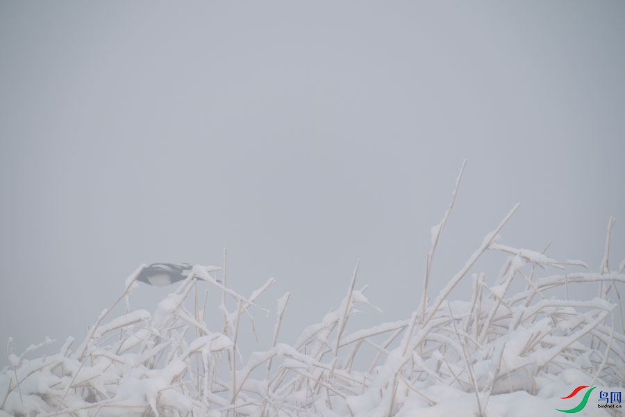 DSC00702.jpg