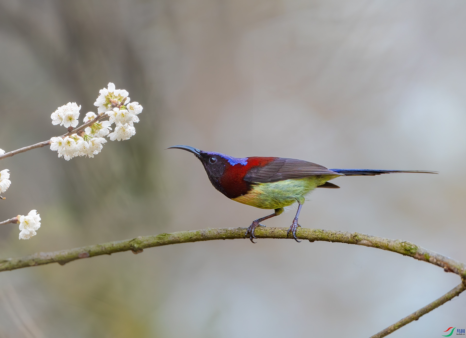 牛年首贴:黑胸太阳鸟