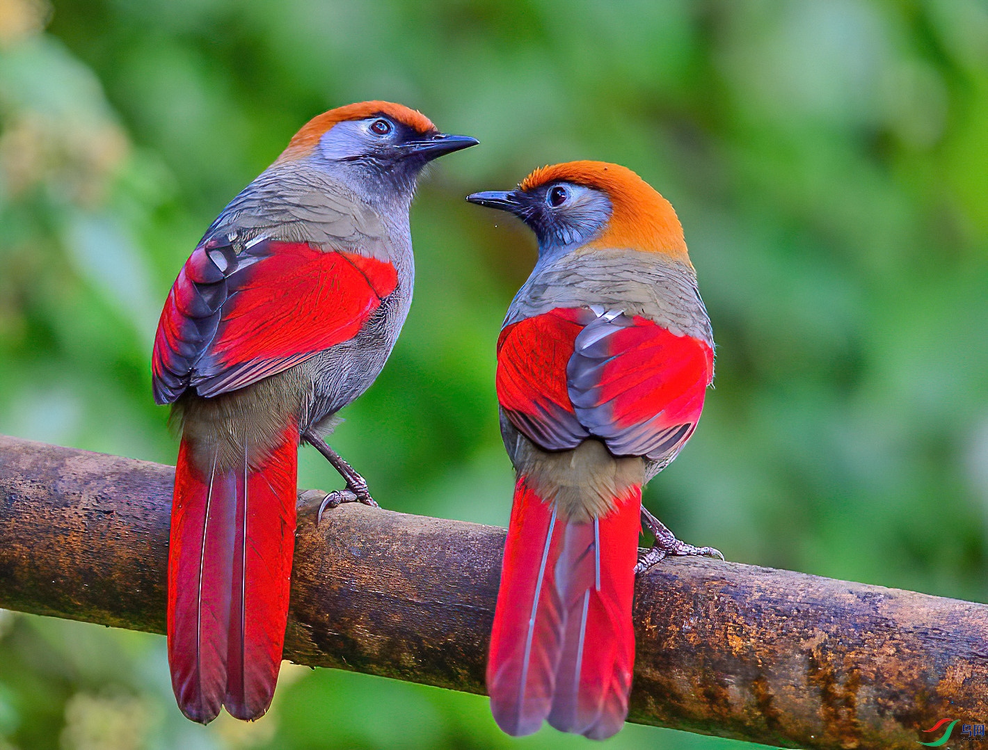 成双成对!(荣获本版佳作)