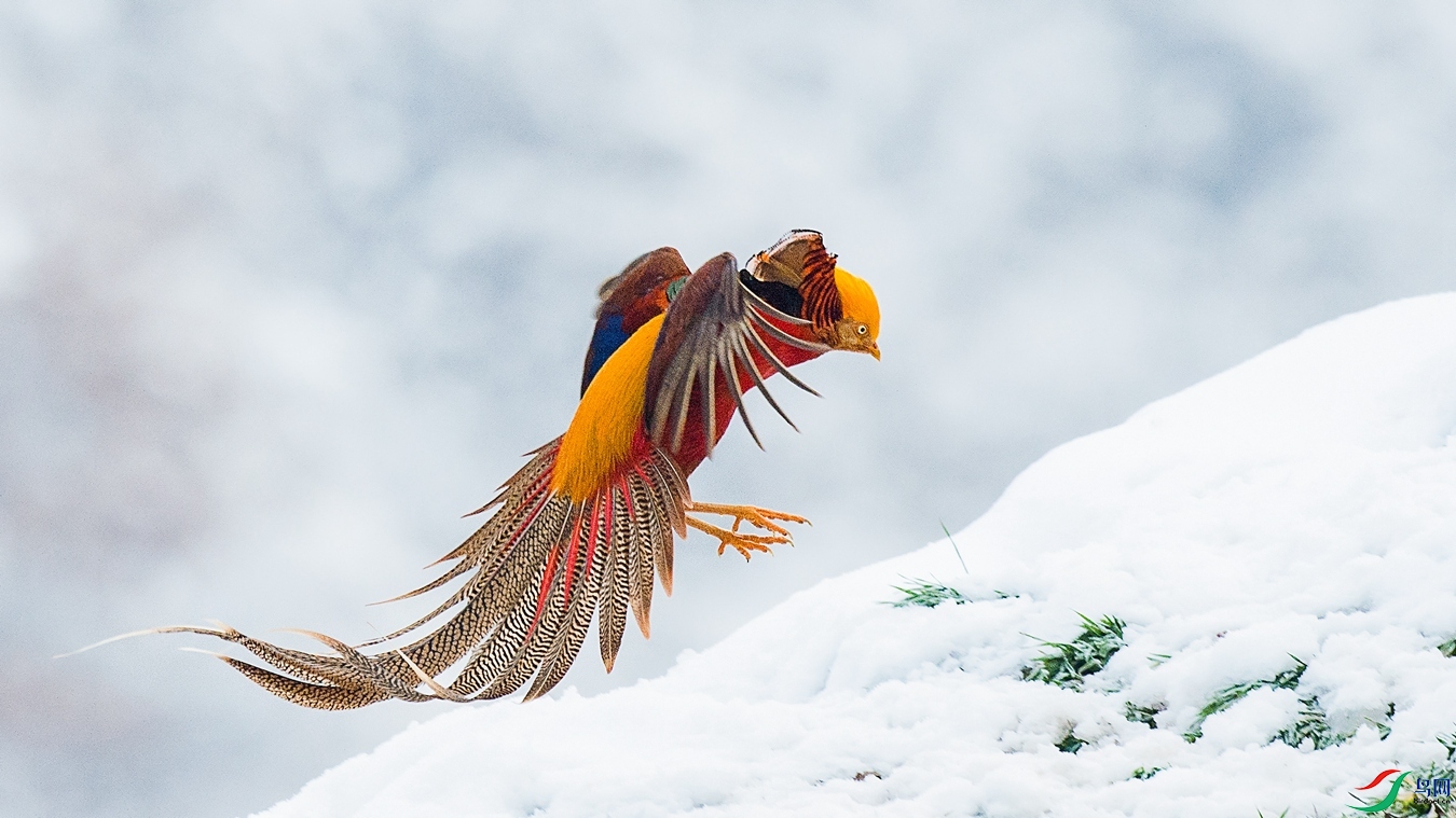 XCG_1361 (2) - ����.jpg