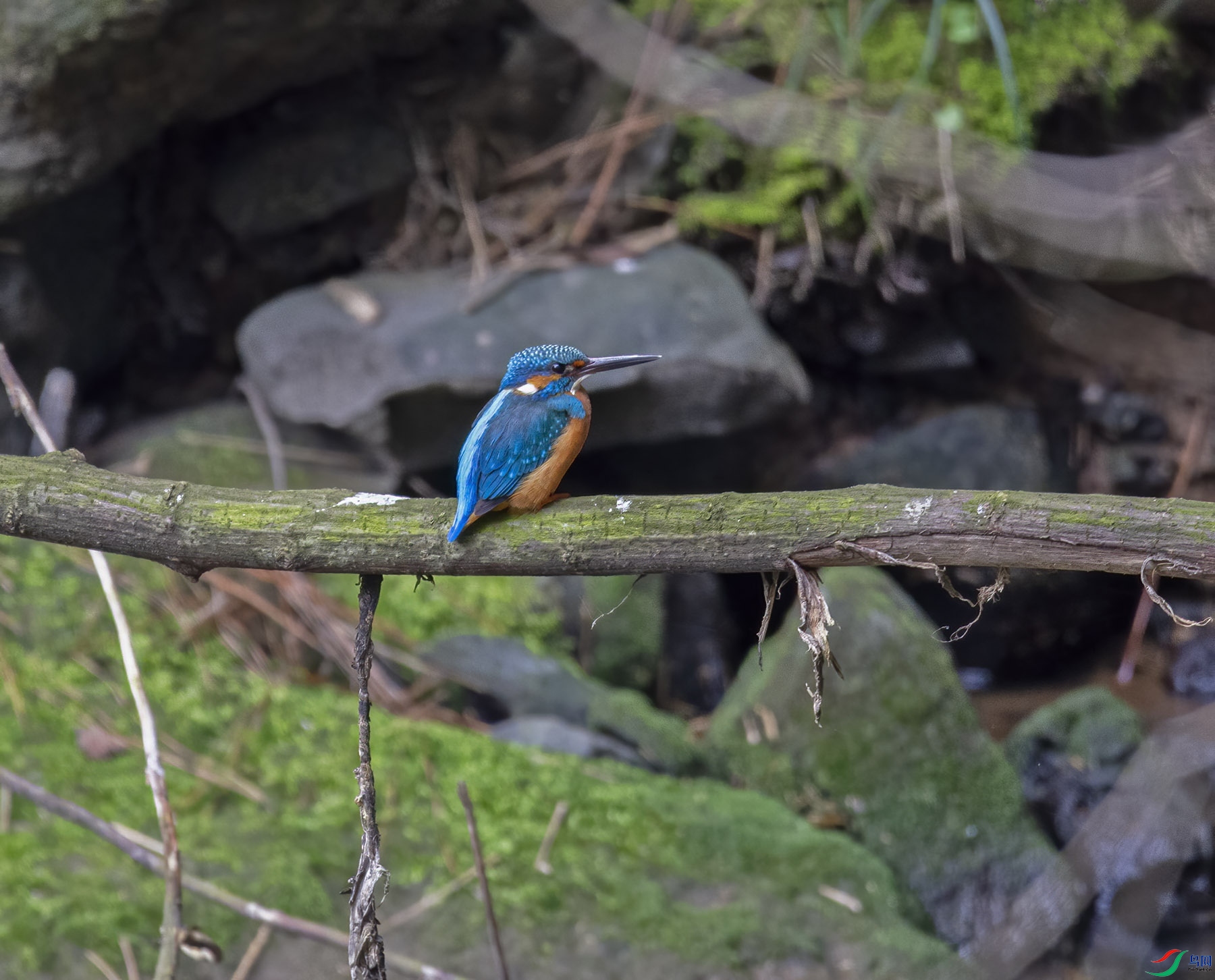 DSC_6036.jpg