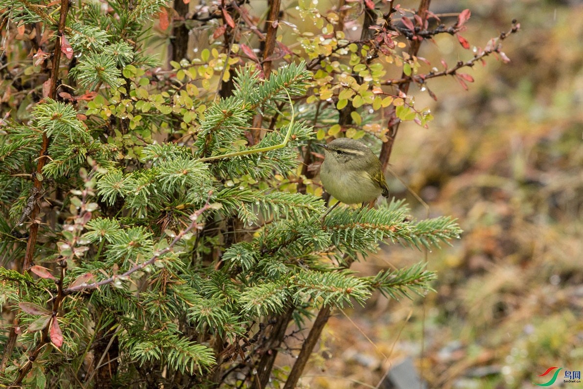 �Ȱ߳���ݺ (3).jpg