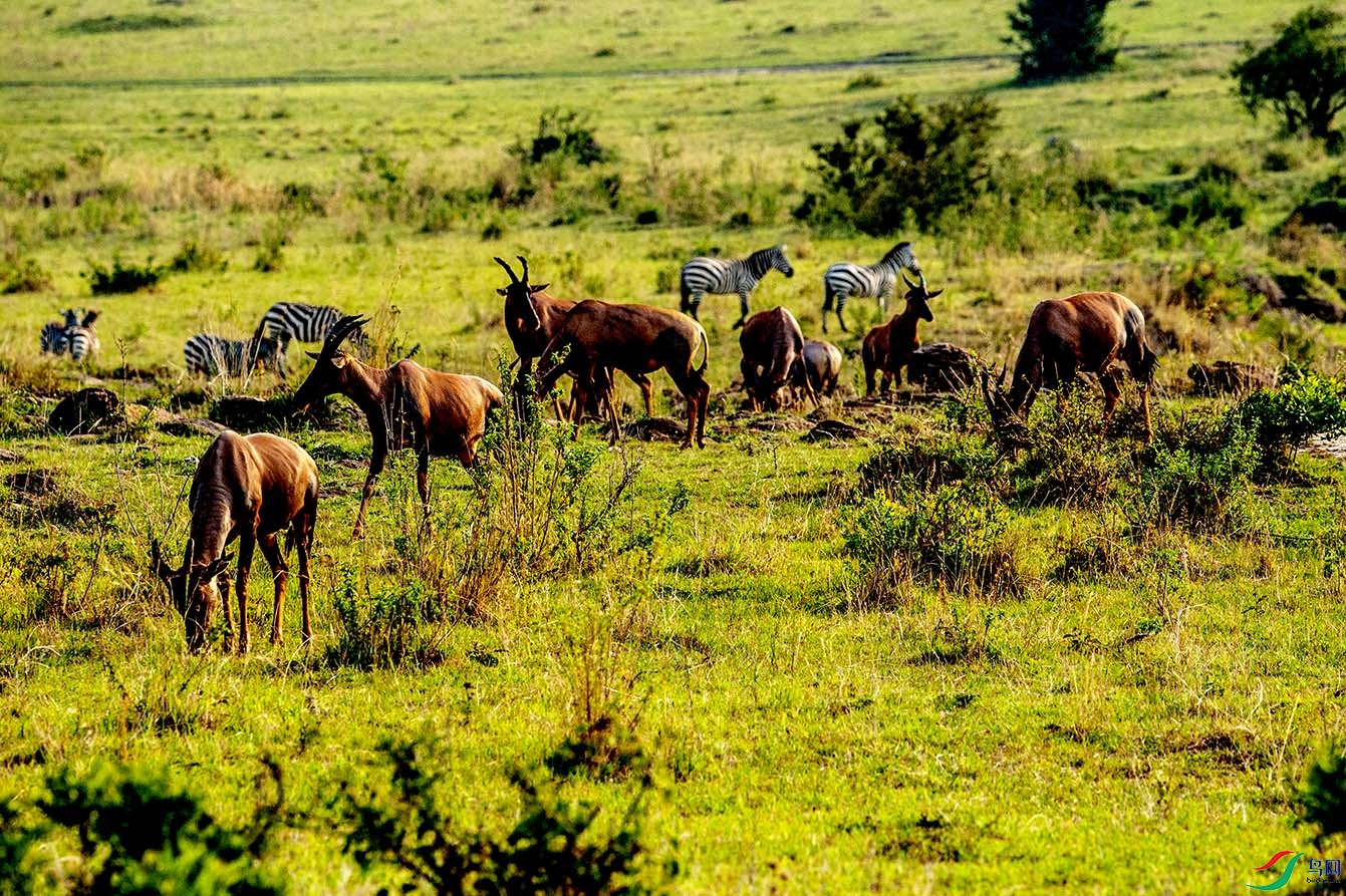 东非马赛马拉大草原野生动物风光20