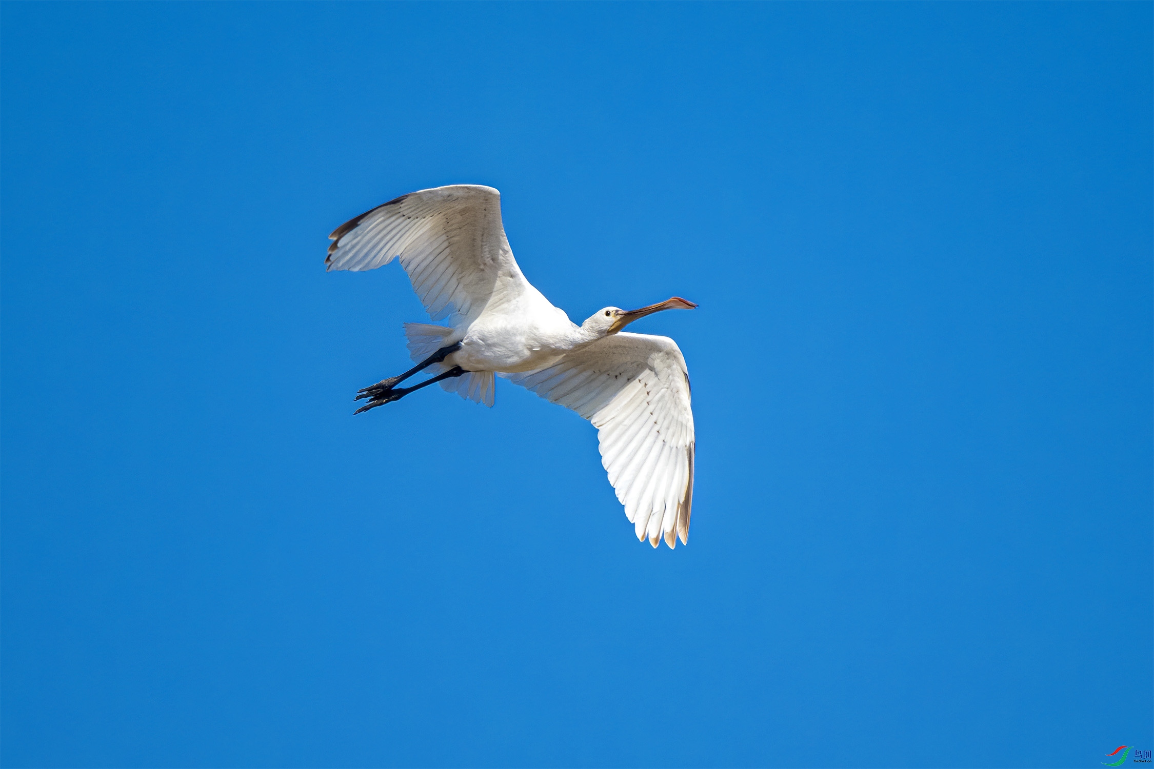 DSC_9343-1.jpg