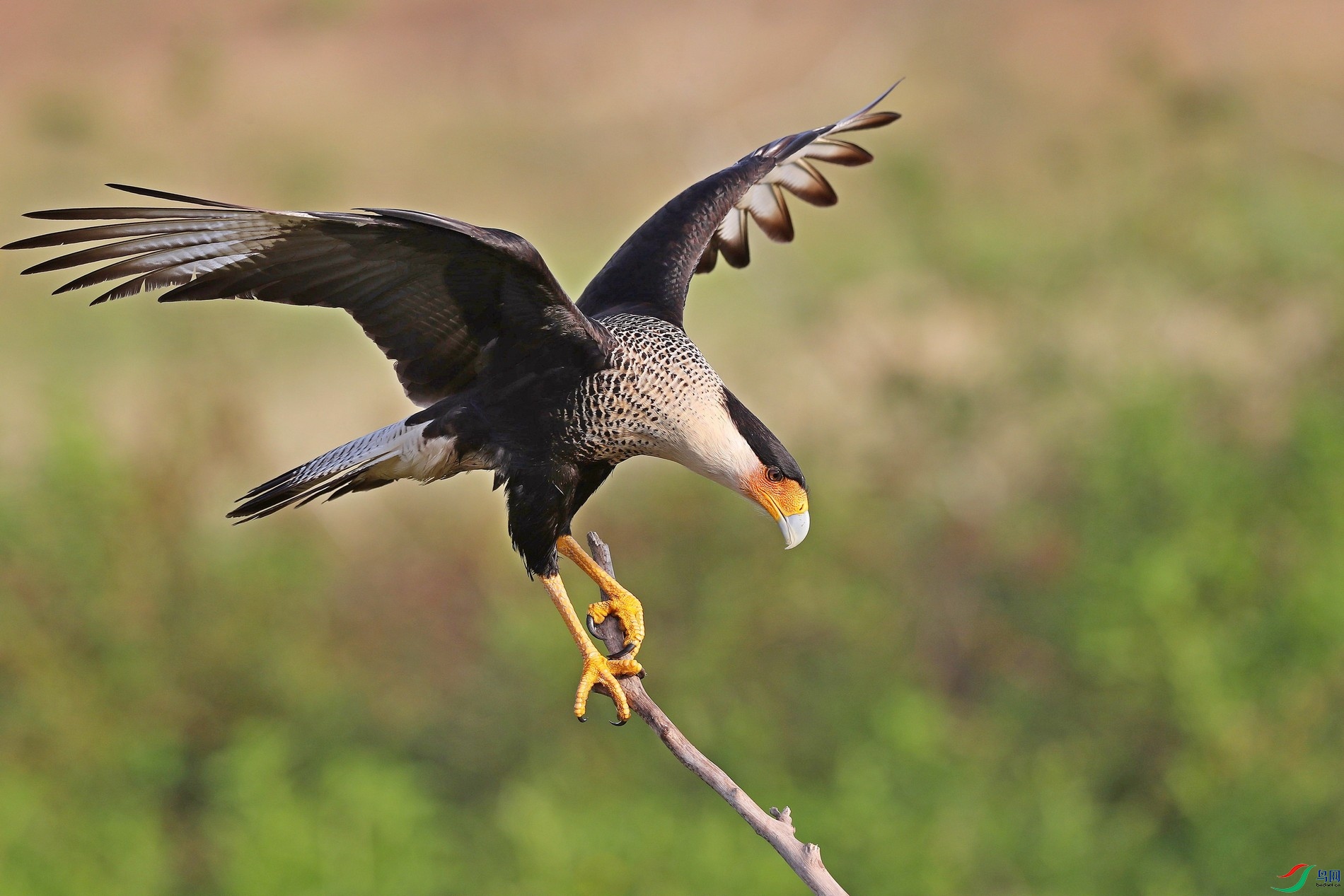 凤头卡拉鹰(祝贺老师佳作荣获首页精华!