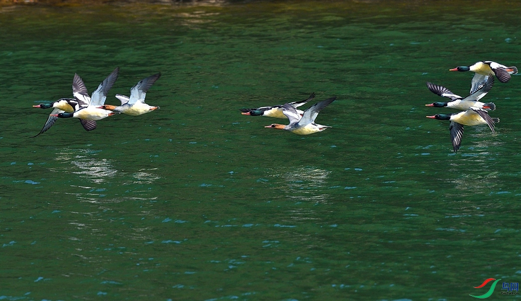DSC_2988_����.jpg