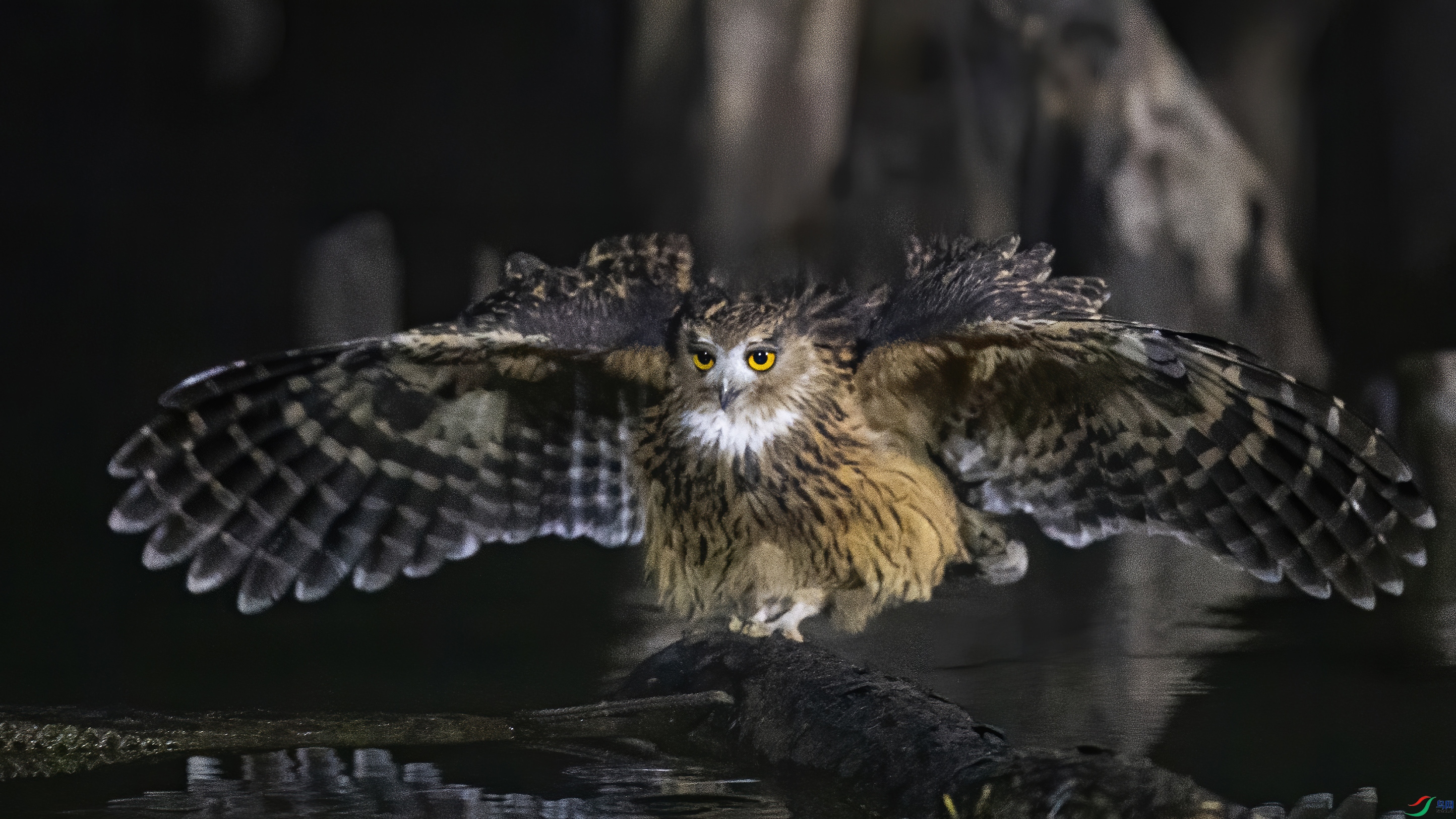 夜拍的黄腿渔鸮飞版完整五图