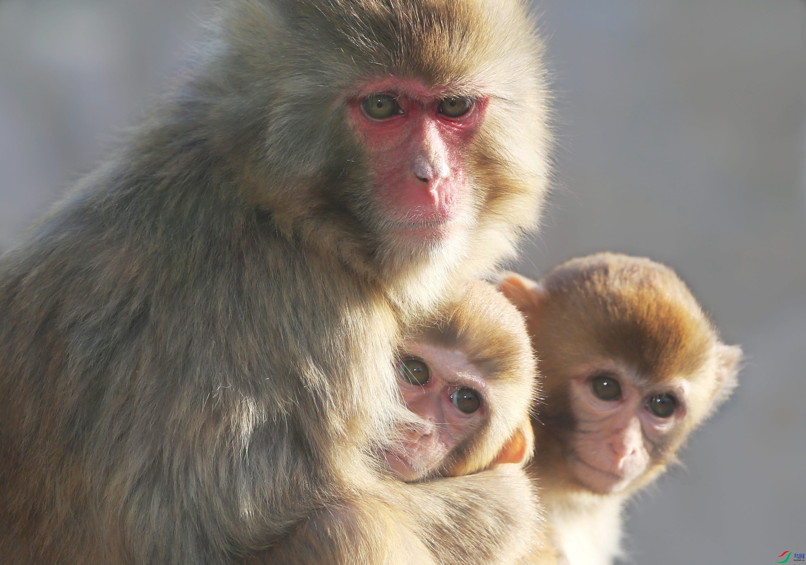猕猴母亲与宝宝祝您新春快乐阂家幸福