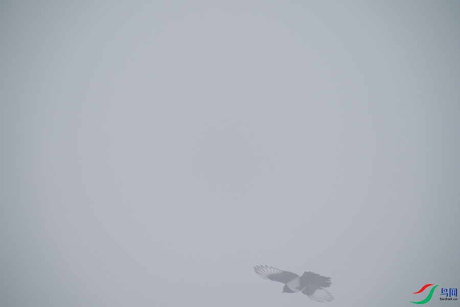 DSC00696.jpg