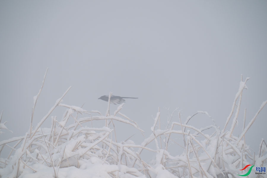DSC00697.jpg