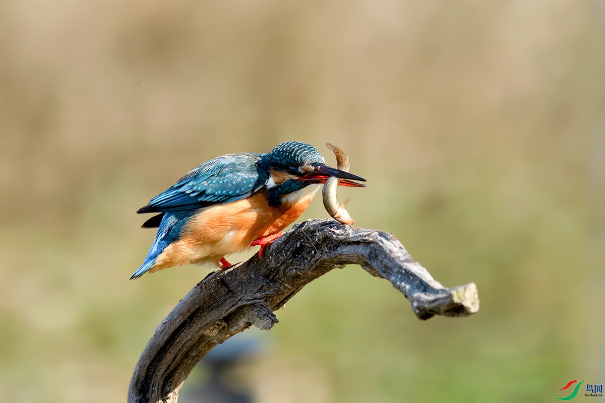 DSC_p4539.jpg