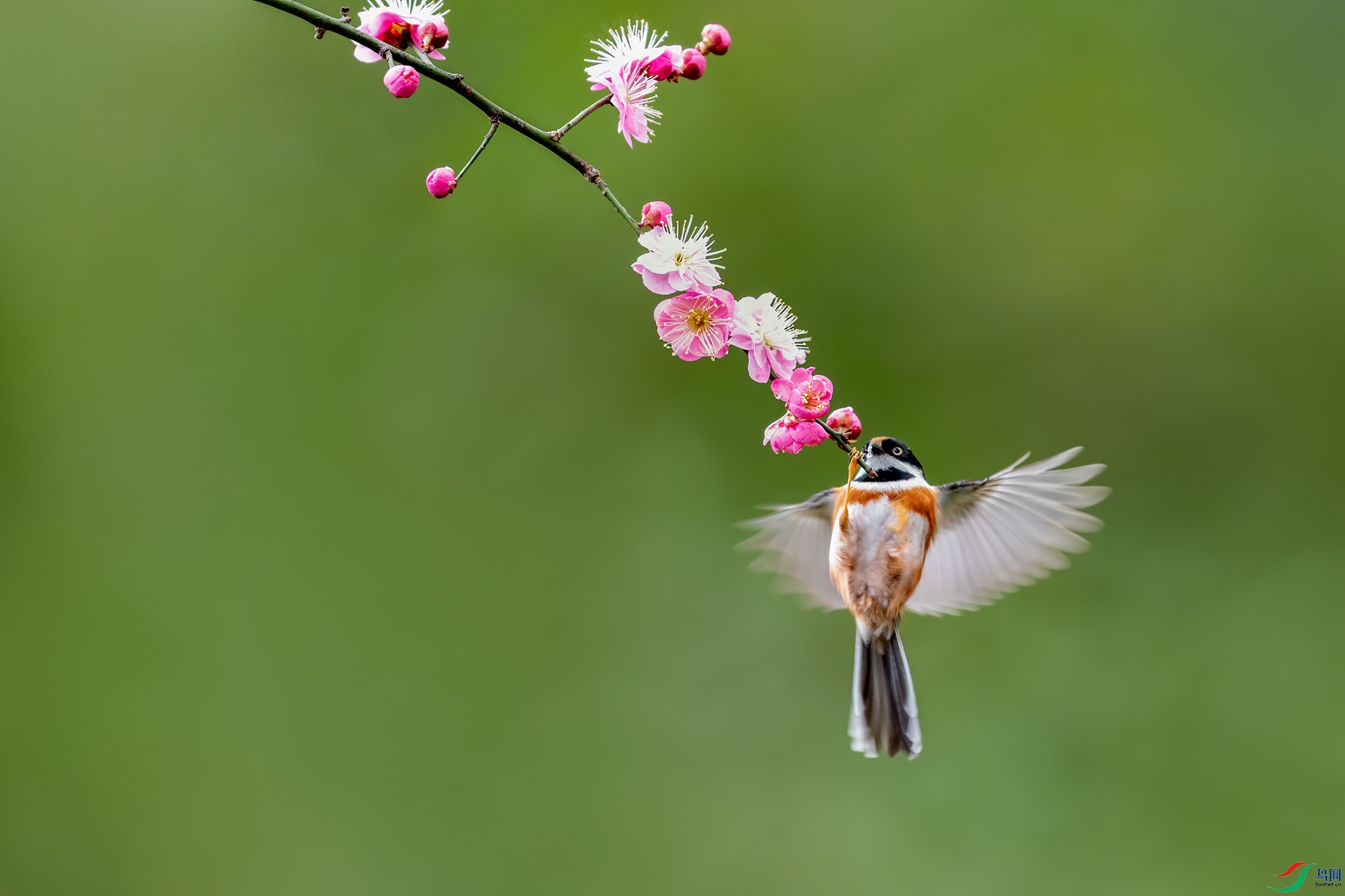 DSC_6438_����.jpg