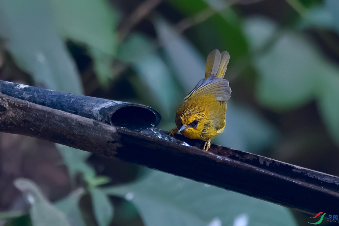 DSC_7655_DxOa.jpg