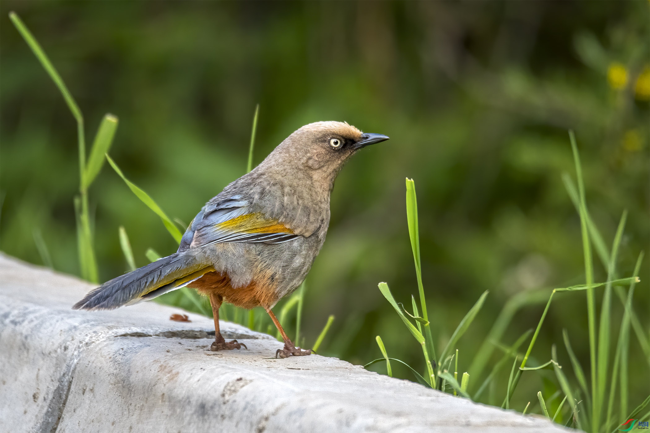 DSC_4595-1.jpg