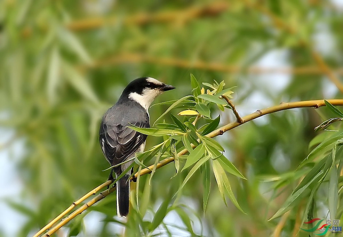 �����������  ��ʦ������ɽ��ʡ�ൺ��.jpg