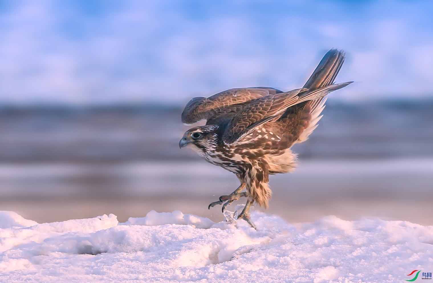 欲飞的猎隼