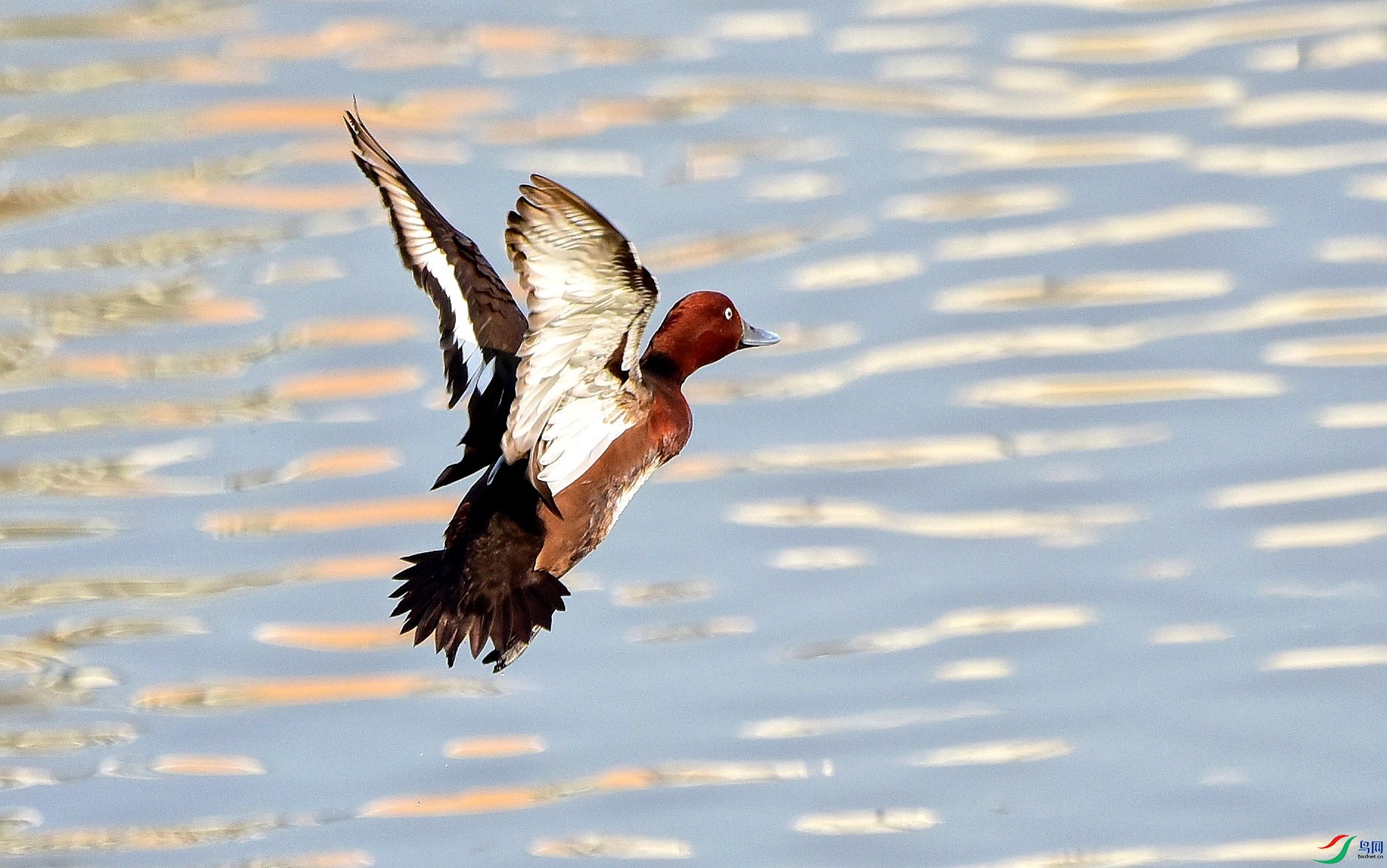 DSC_8781_conew3.jpg