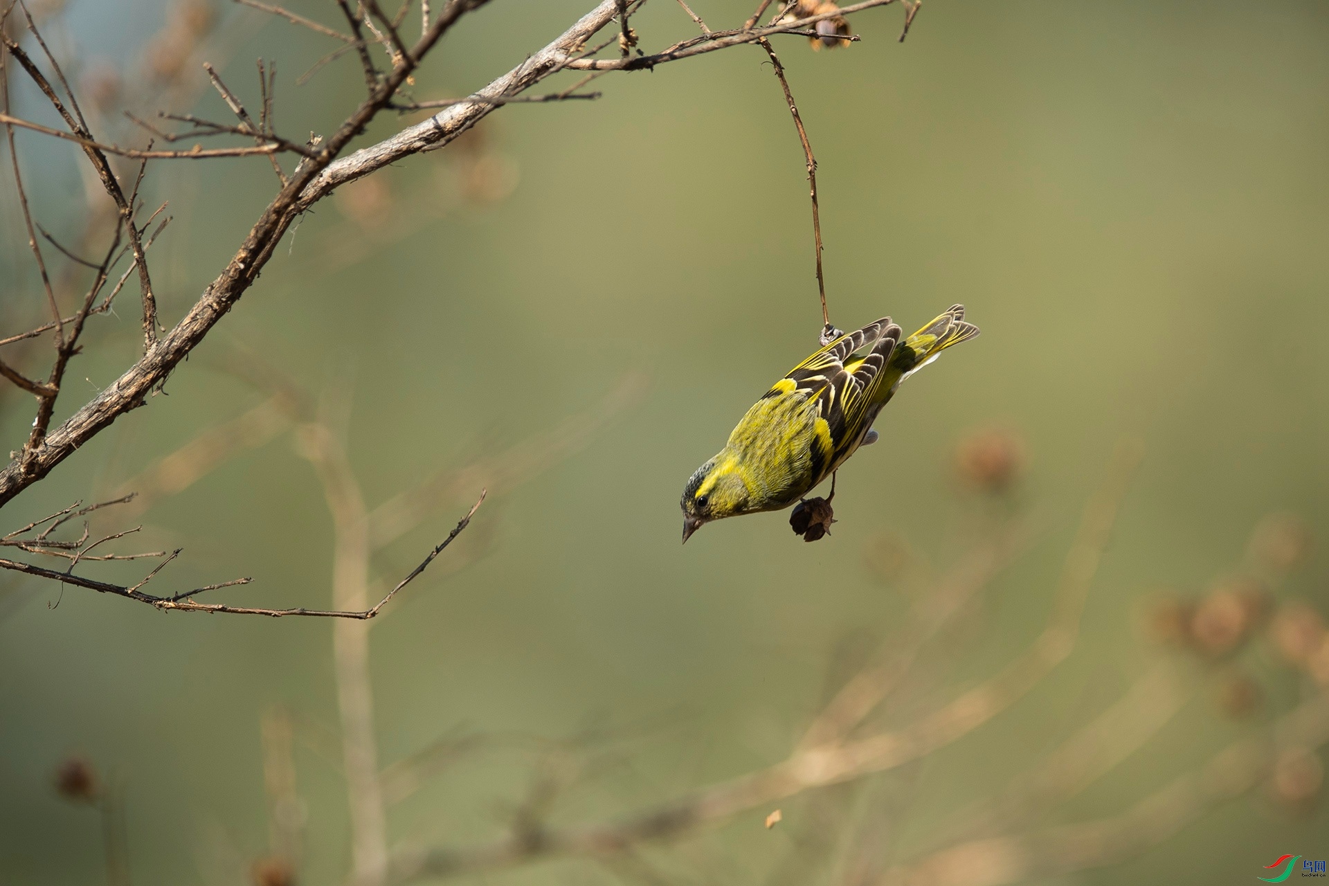荡秋千的黄雀【公】