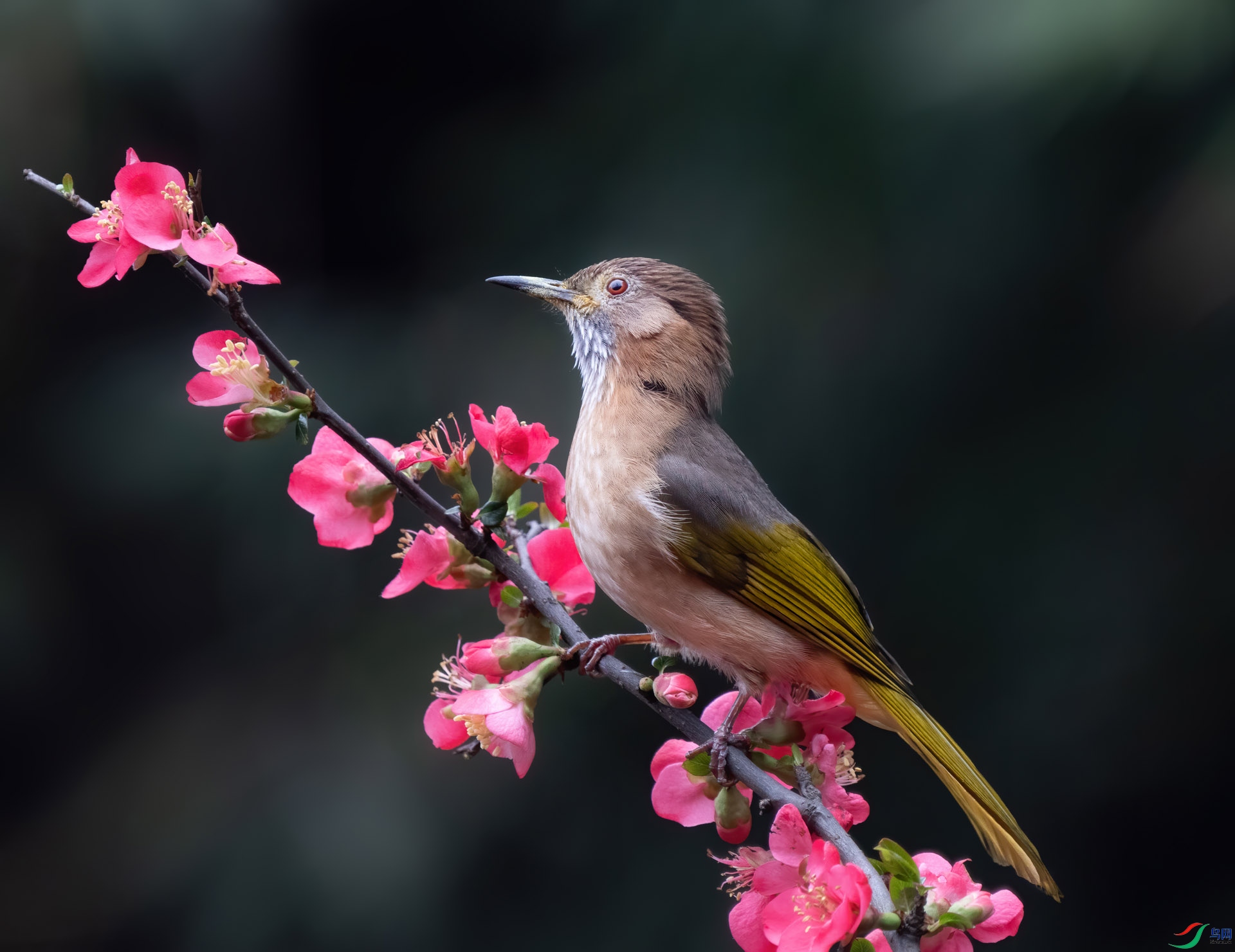 春节休息去拍了几天鸟,6400加200-600拍的
