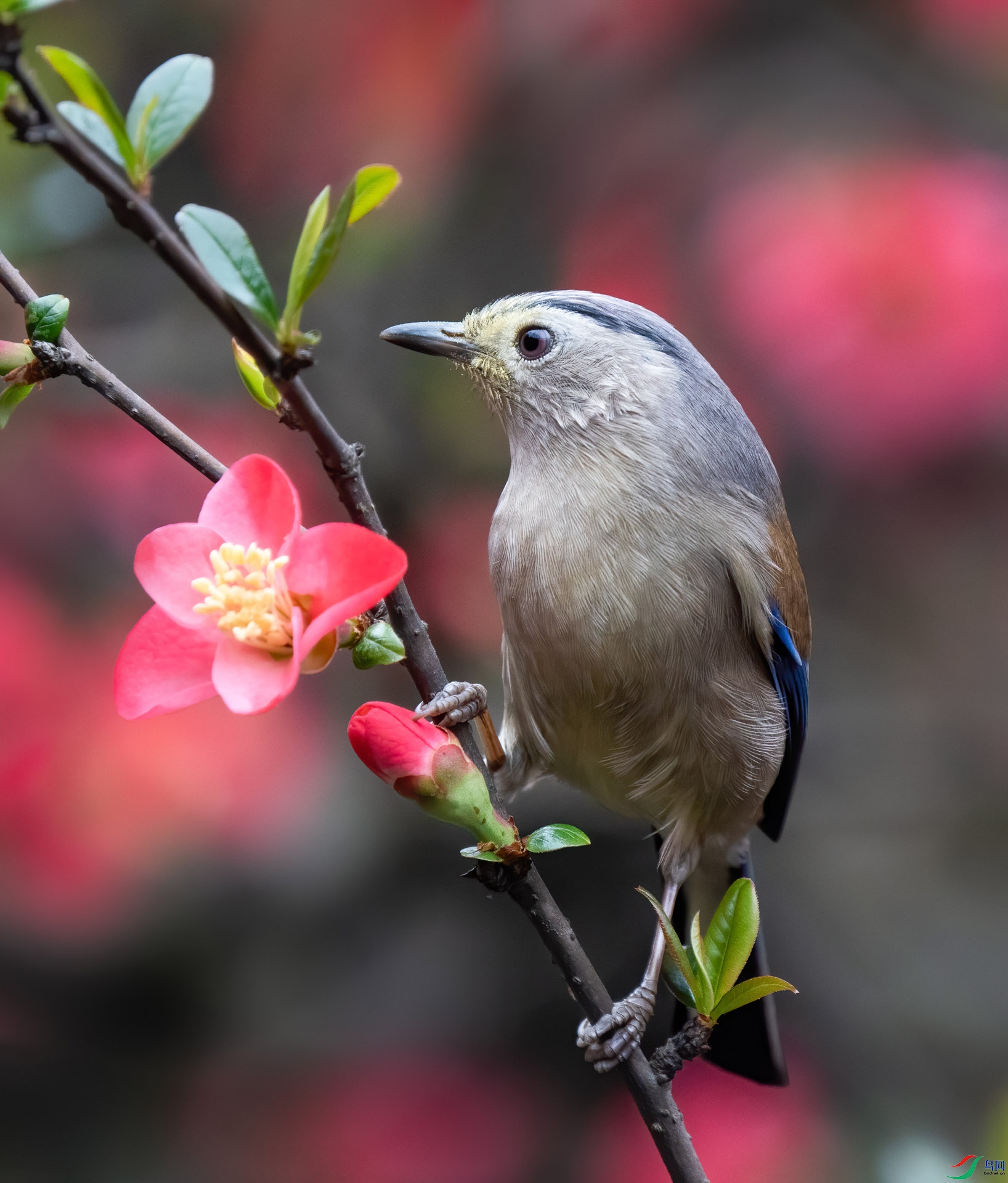 春节休息去拍了几天鸟,6400加200-600拍的
