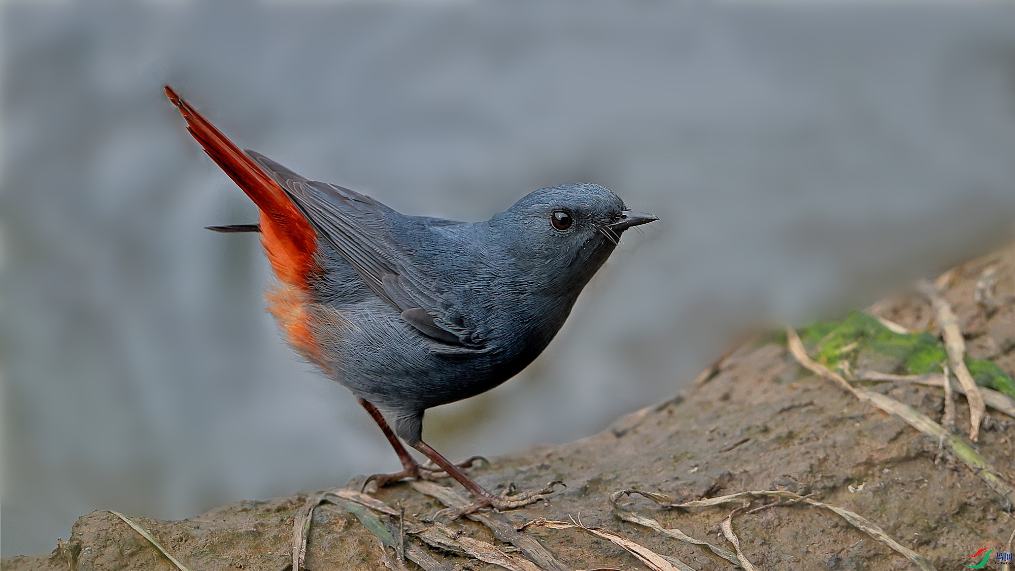 蓝色小精灵红尾水鸲