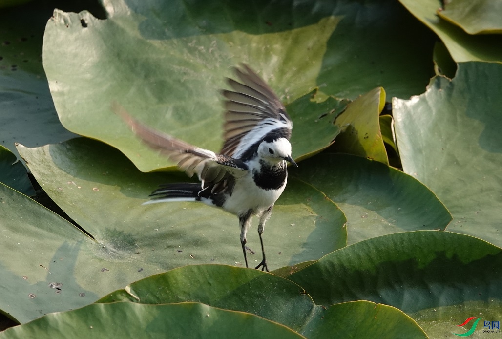DSC02513.JPG