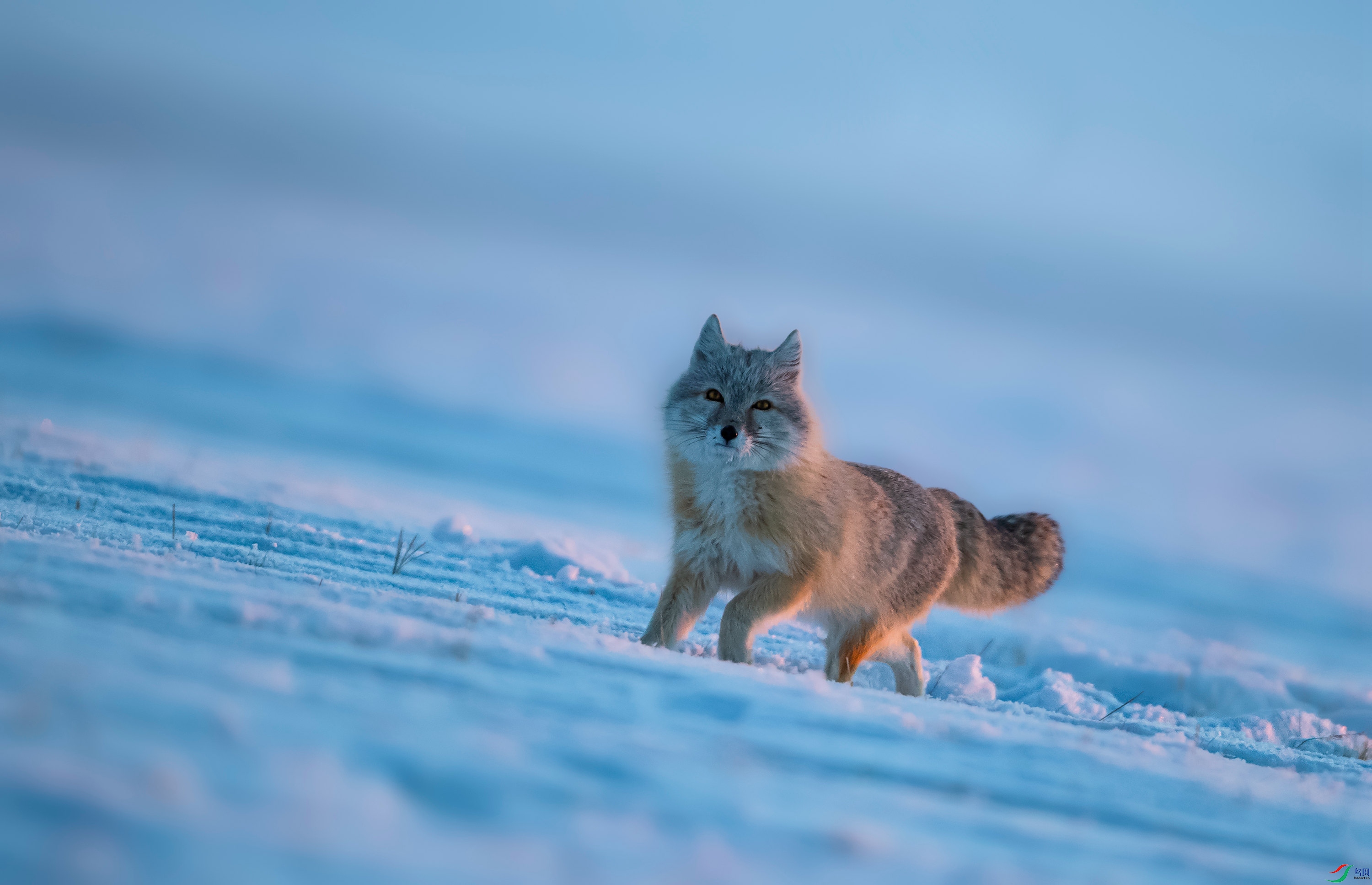 草原雪地沙狐.