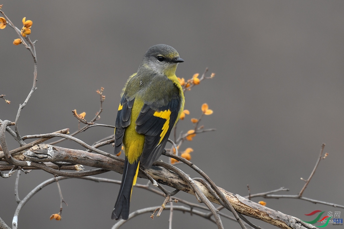 ɽˮ����Ȥ ��ʦ����ӱ�ʡʯ��ׯ��ƽɽ��.jpg