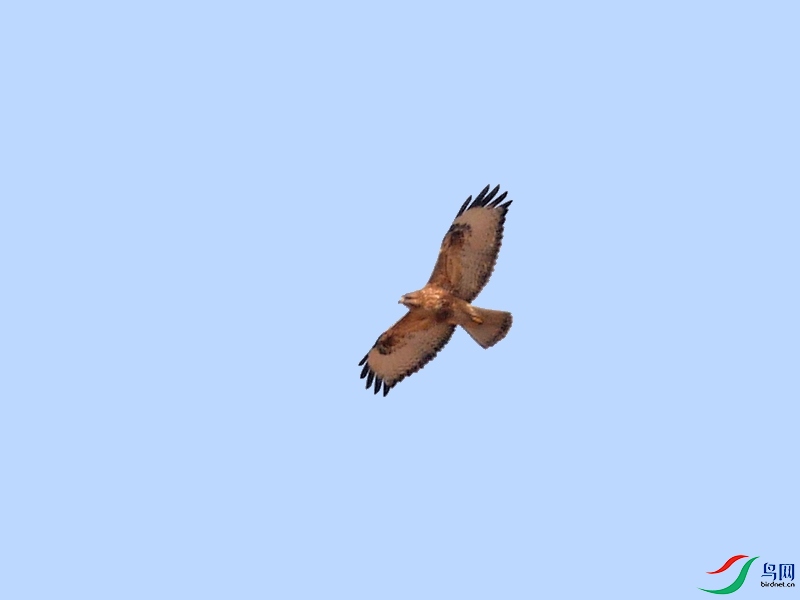 P6130633 - ����.JPG