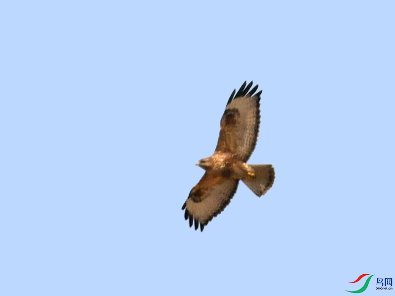 P6130634 - ����.JPG