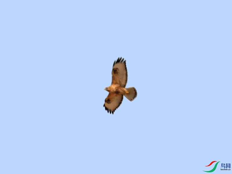 P6130635 - ����.JPG