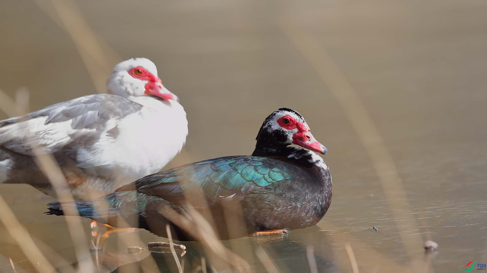 圆明园拍疣鼻栖鸭