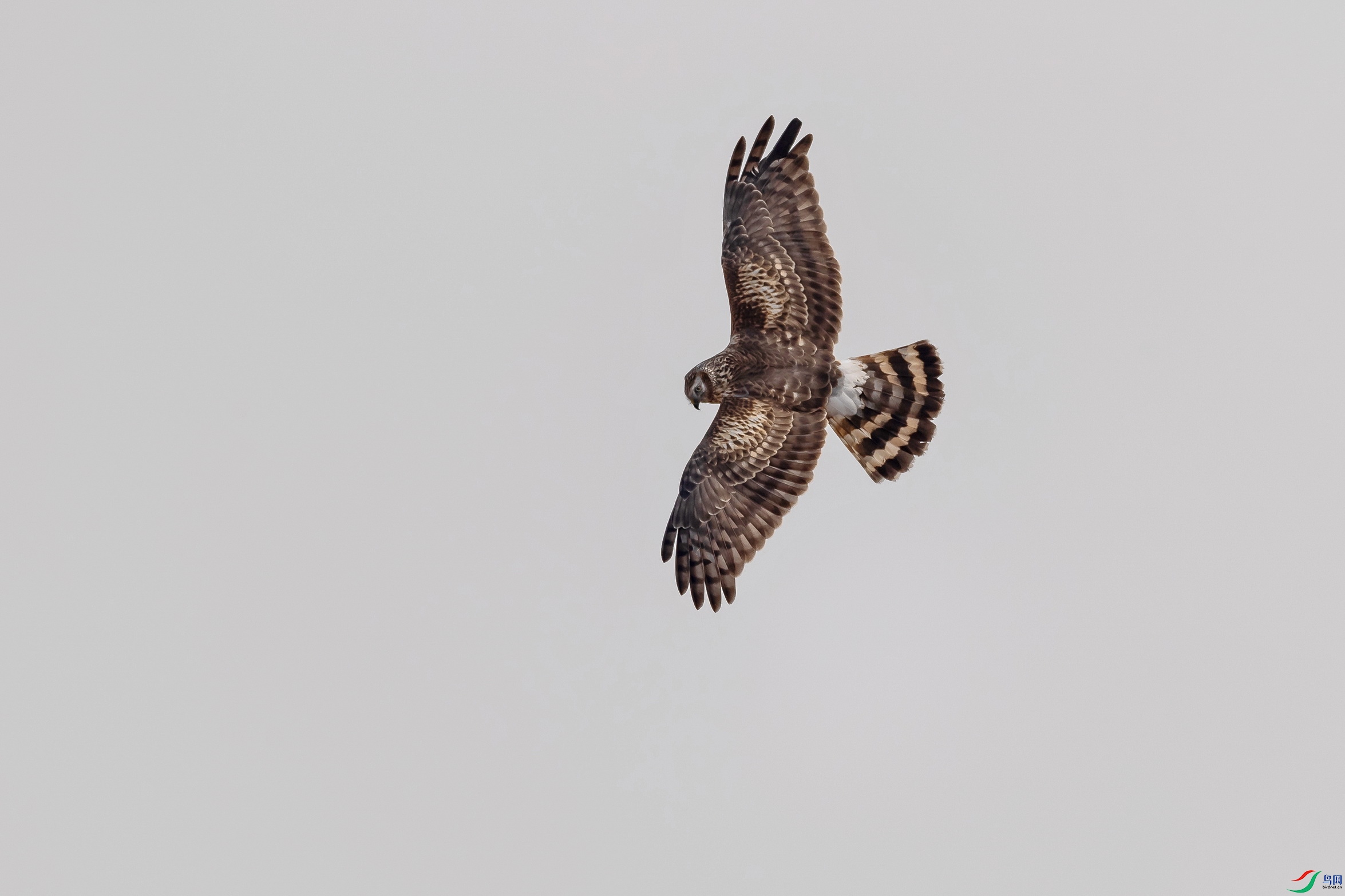 论坛 69 主题区 69 野生鸟类 69 白尾鹞.