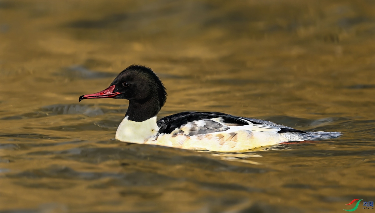 ��ͨ��ɳѼ��