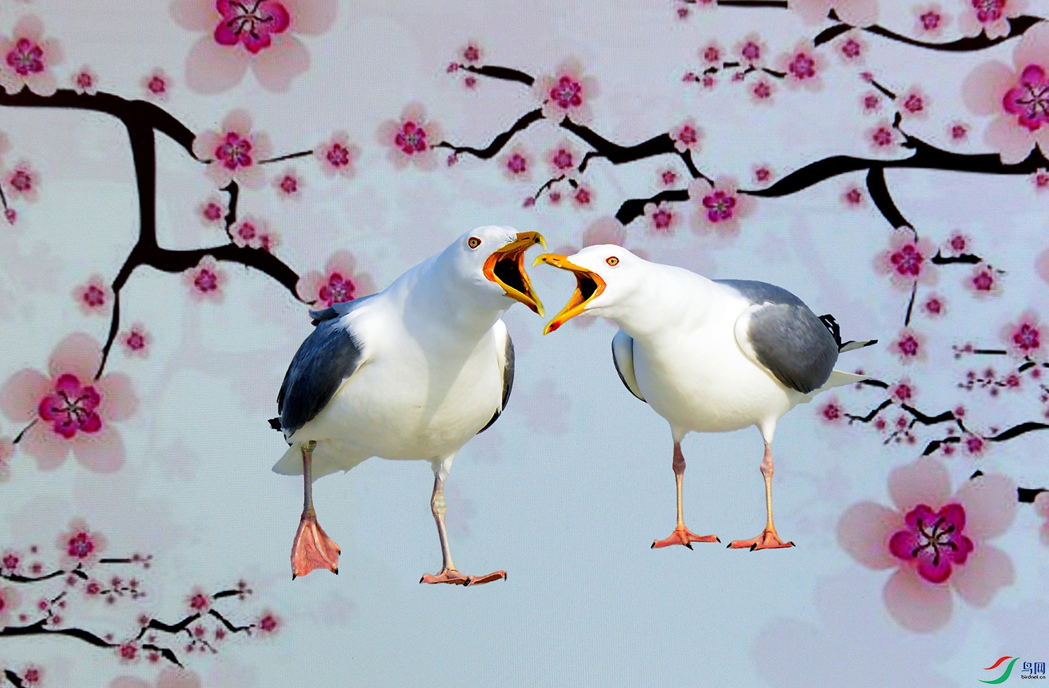5.��֮��-����Ÿ2344AM.jpg