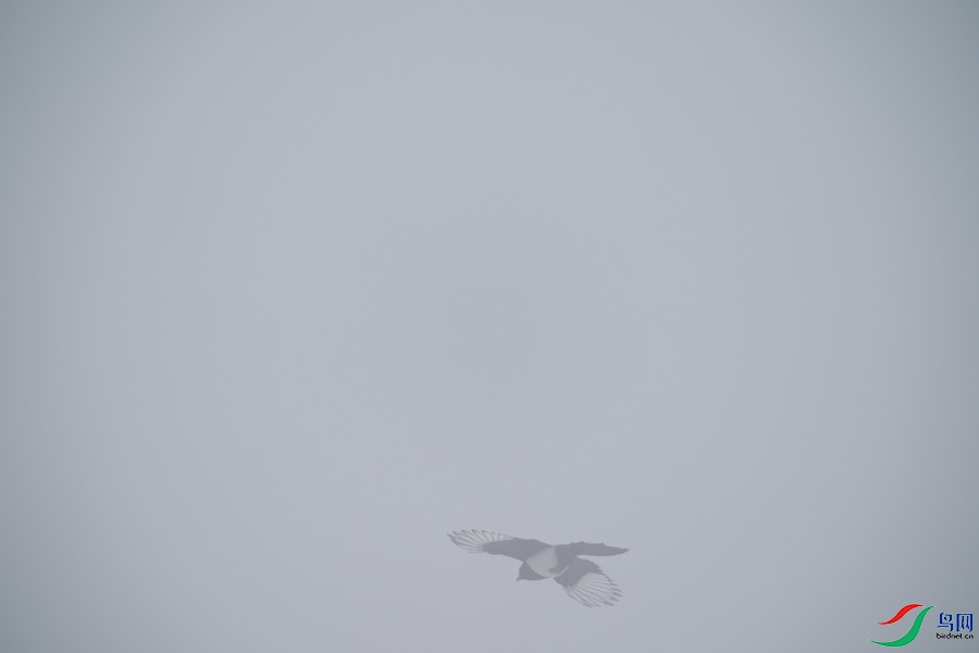 DSC00695.jpg