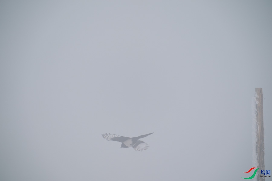 DSC00694.jpg