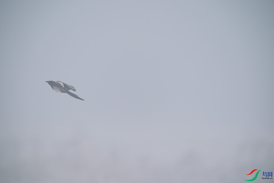 DSC00730.jpg