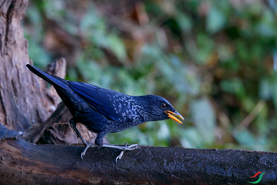 DSC_0754_DxOa.jpg