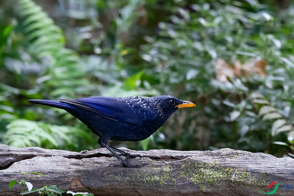 DSC_5485_DxOa.jpg