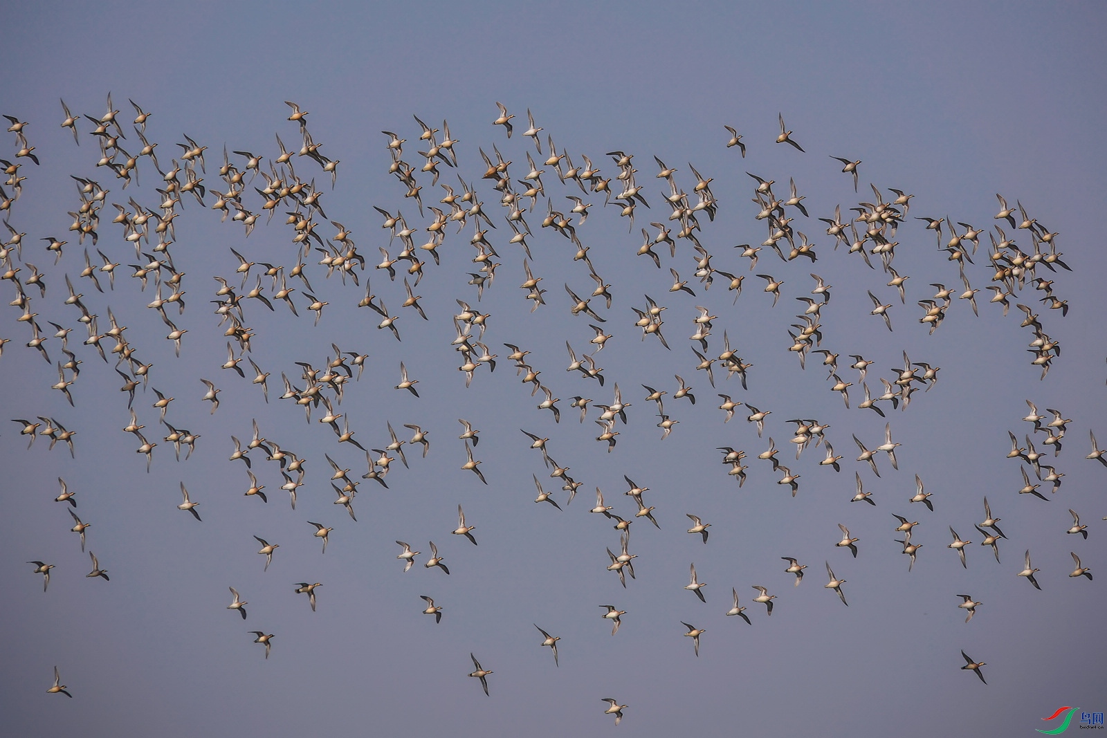 DSC02905ab.jpg