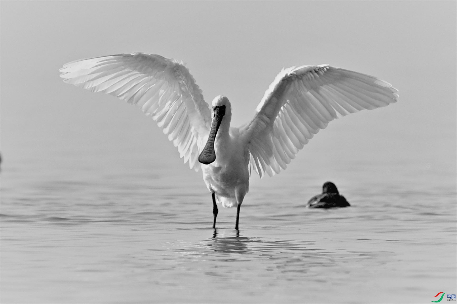 dsc_5796黑琵鹭振翅飞黑白好.jpg