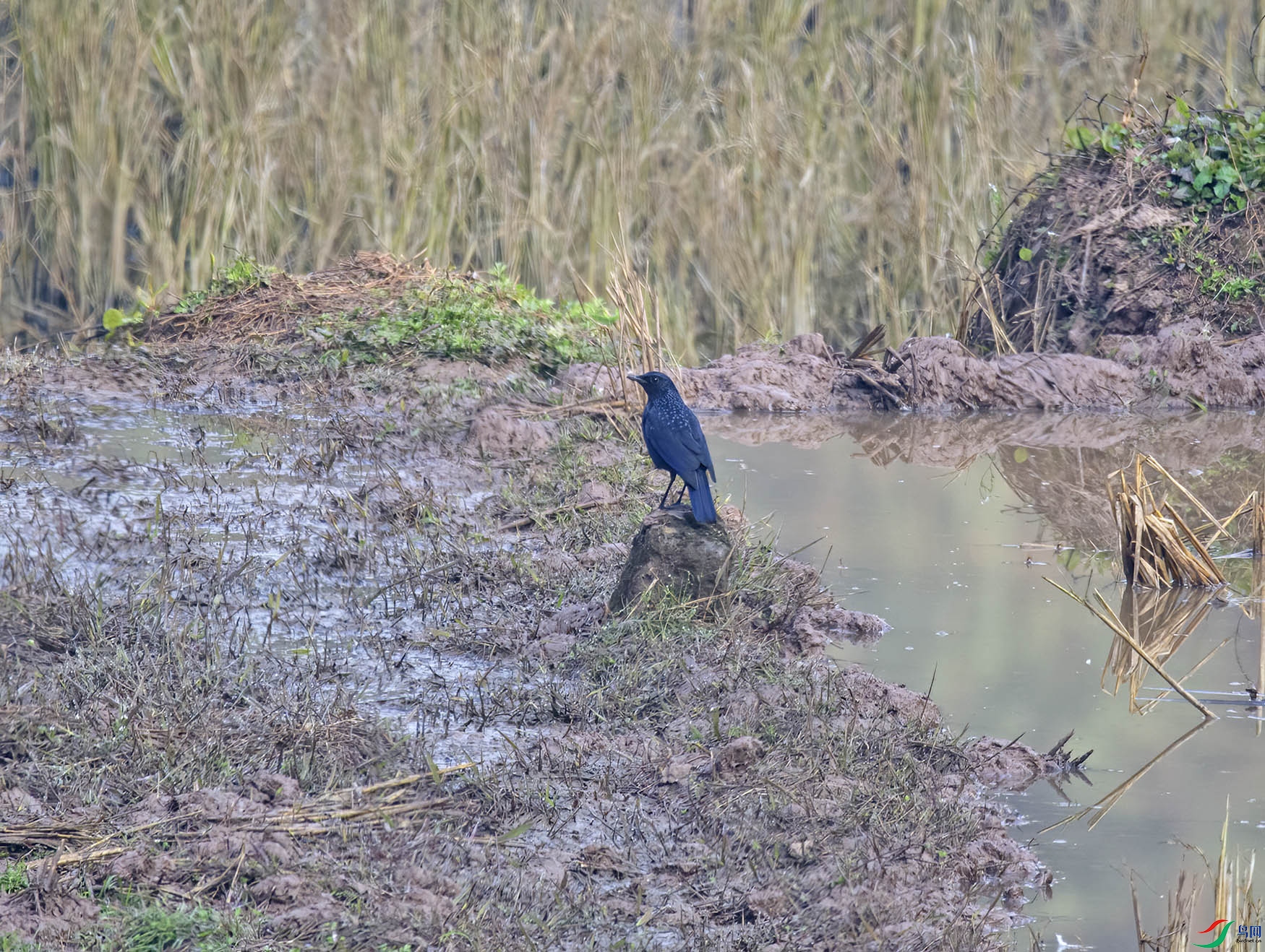 DSC_6612.jpg