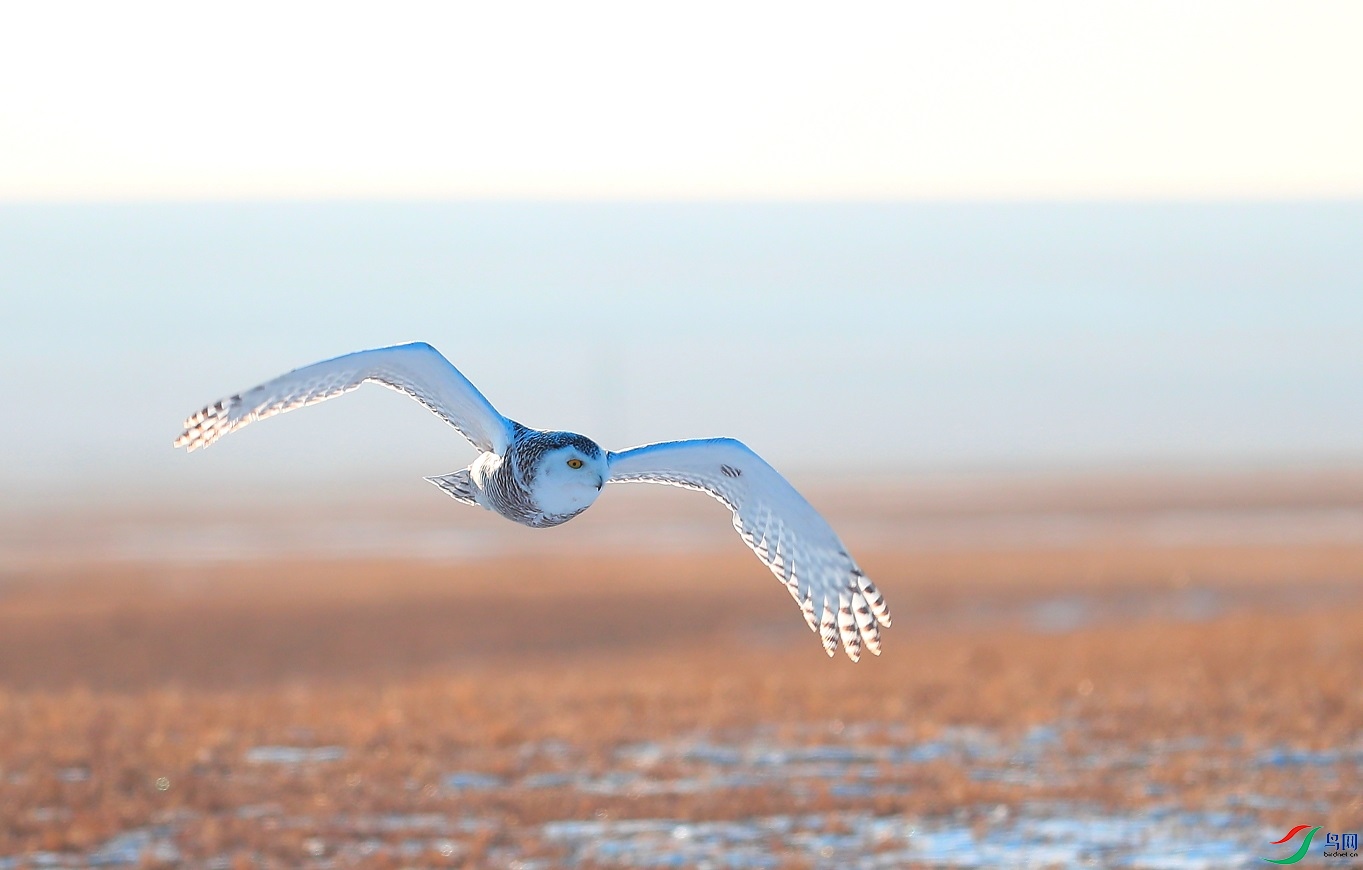 ��ԭ����