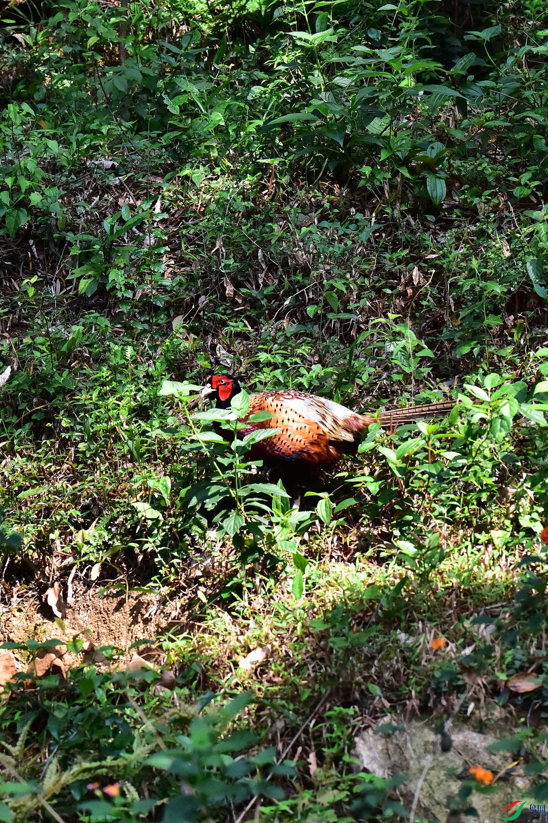 DSC_0197.JPG