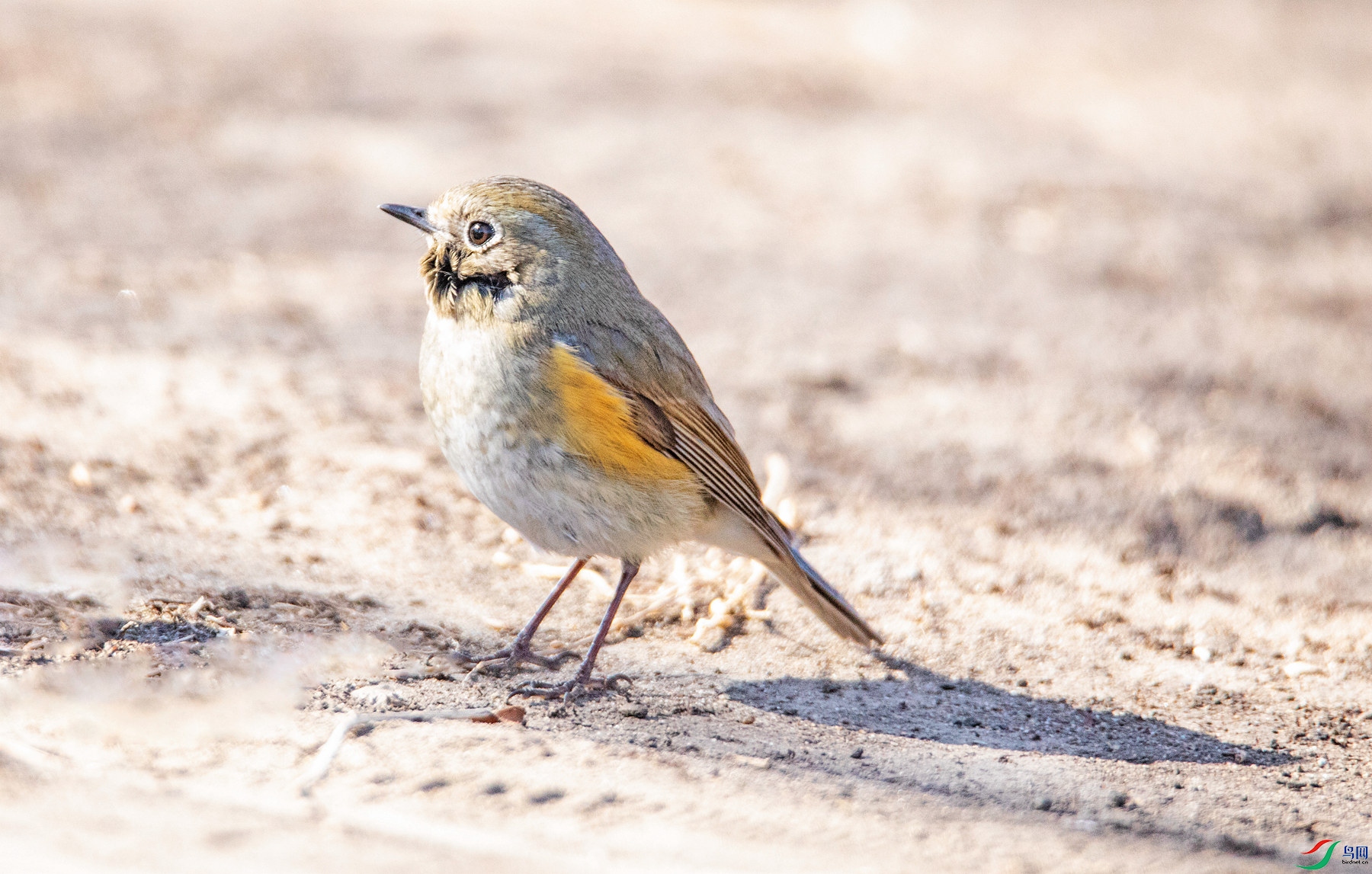 ��в��β� �ں� ���֣�.jpg