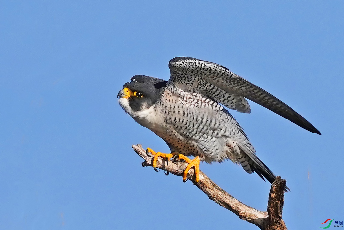起飞瞬间游隼飞得特快的猛禽