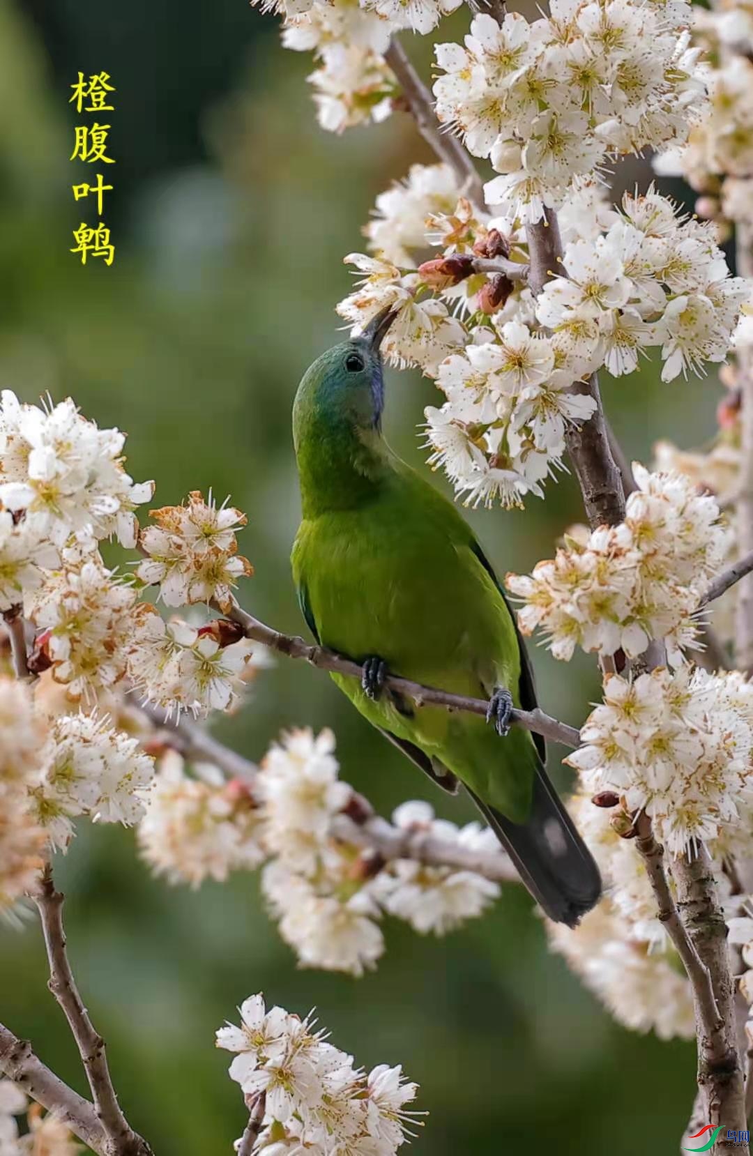 �ȸ�Ҷ�ǣ�����