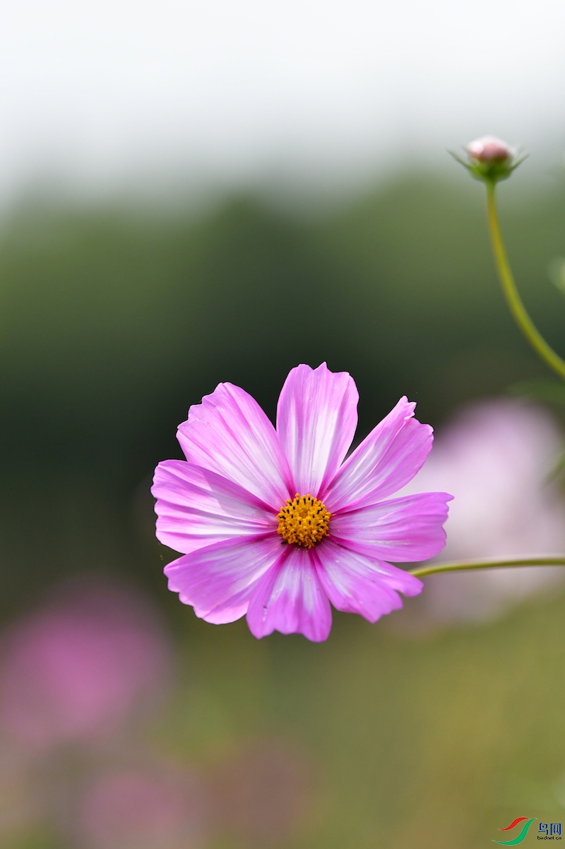 格桑花